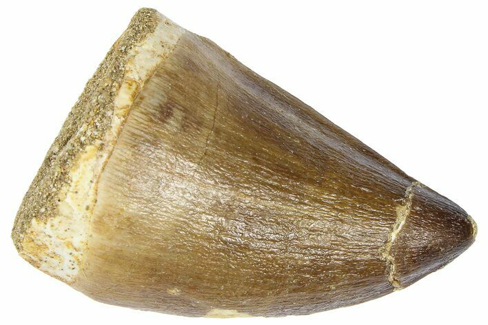 Fossil Mosasaur (Thalassotitan) Tooth - Morocco #364171